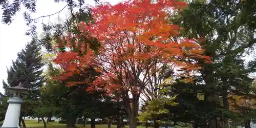 北海道護國神社の自然