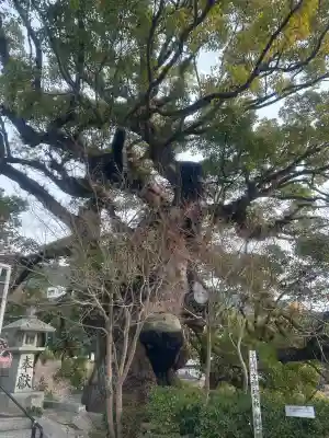 千栗八幡宮の{uncategorized: "未分類", other: "その他", undefined: "問題あり", building: "その他建物", grave: "お墓", sacred_gate: "鳥居", guardian: "狛犬", statue: "像", buddha: "仏像", history: "歴史", nature: "自然", garden: "庭園", animal: "動物", pagoda: "塔", temizu: "手水舎", mountain_gate: "山門・神門", sanctuary: "本殿・本堂", subordinate: "末社・摂社", art: "芸術", scenery: "景色", jizo: "地蔵", ema: "絵馬", goshuin: "御朱印", omikuji: "おみくじ", items: "授与品その他", amulet: "お守り", goshuincho: "御朱印帳", eats: "食事", festival: "お祭り", votive_dance: "神楽", shichigosan: "七五三参", wedding: "結婚式", experience: "体験その他", initially: "初詣", around: "周辺", anti_infection: "感染症対策"}