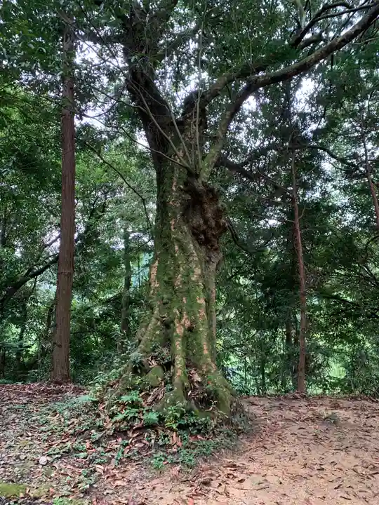 示現神社の自然