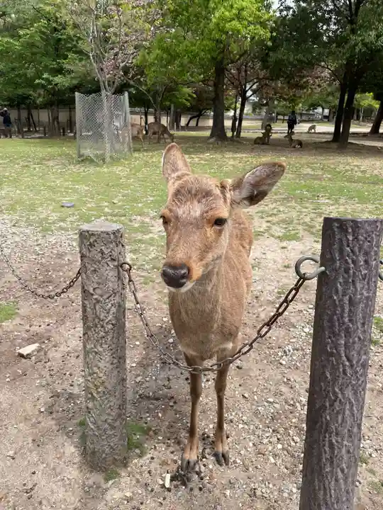 東大寺(奈良県)