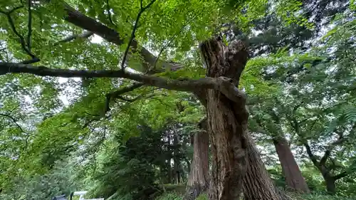 天満神社(山形県)
