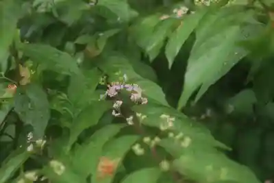 大國主神社の自然