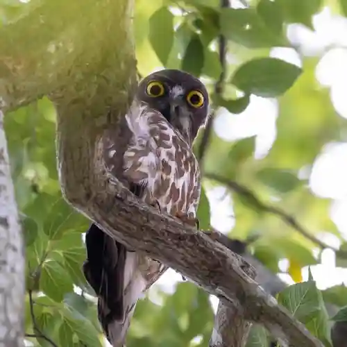 白山姫神社の動物
