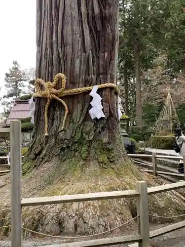 北口本宮冨士浅間神社の自然