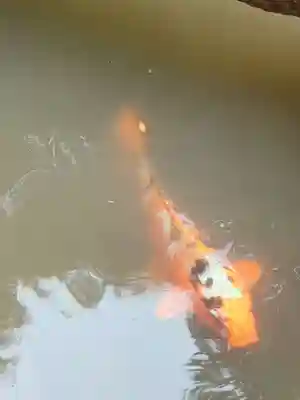 柳谷観音　楊谷寺(京都府)