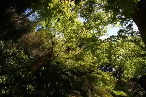 朝日寺の自然