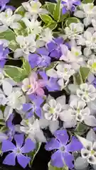 岡部春日神社～👹鬼門よけの🌺花咲く🌺やしろ～(福島県)