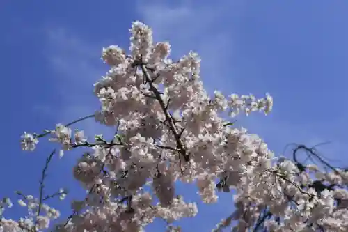 水無瀬神宮(大阪府)
