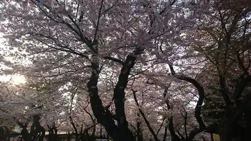靖國神社の自然