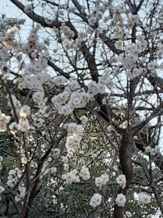 阿佐ヶ谷神明宮(東京都)