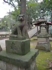 桜川御嶽神社（上板橋御嶽神社）の狛犬