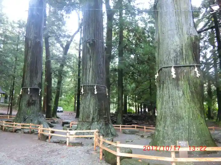 河口浅間神社の自然