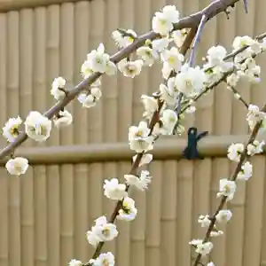 寿量山 速成寺の自然(2020年02月28日(金) 12時22分01秒投稿)