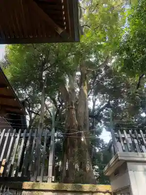 太子堂八幡神社の{uncategorized: "未分類", other: "その他", undefined: "問題あり", building: "その他建物", grave: "お墓", sacred_gate: "鳥居", guardian: "狛犬", statue: "像", buddha: "仏像", history: "歴史", nature: "自然", garden: "庭園", animal: "動物", pagoda: "塔", temizu: "手水舎", mountain_gate: "山門・神門", sanctuary: "本殿・本堂", subordinate: "末社・摂社", art: "芸術", scenery: "景色", jizo: "地蔵", ema: "絵馬", goshuin: "御朱印", omikuji: "おみくじ", items: "授与品その他", amulet: "お守り", goshuincho: "御朱印帳", eats: "食事", festival: "お祭り", votive_dance: "神楽", shichigosan: "七五三参", wedding: "結婚式", experience: "体験その他", initially: "初詣", around: "周辺", anti_infection: "感染症対策"}