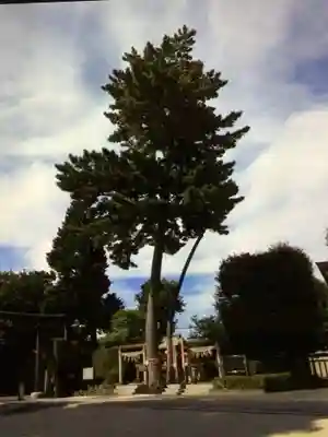 中野沼袋氷川神社(東京都)