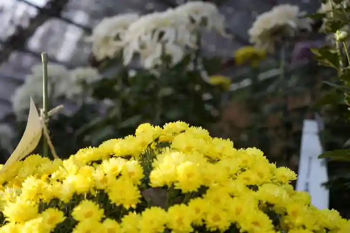 明治神宮(東京都)