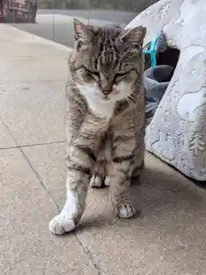 白金氷川神社(東京都)