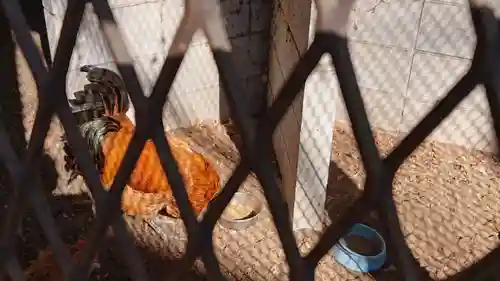 鷲宮神社の動物