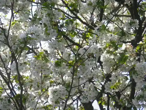 星井寺（虚空蔵堂)の自然