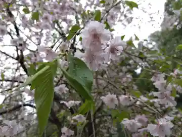 白山神社(福井県)