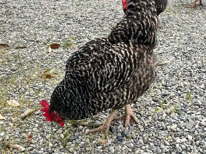 聖神社(大阪府)