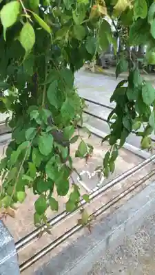 柏神社のその他建物