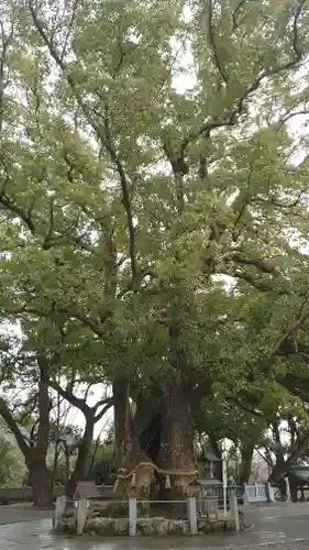 大麻比古神社(徳島県)