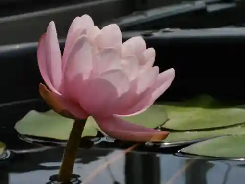 極楽山　浄土寺の自然