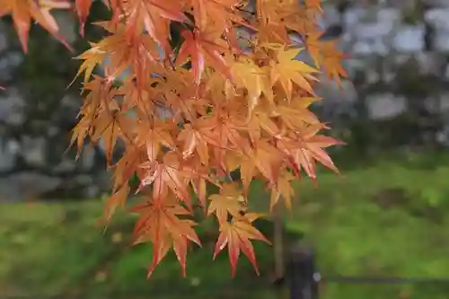 酬恩庵一休寺の自然