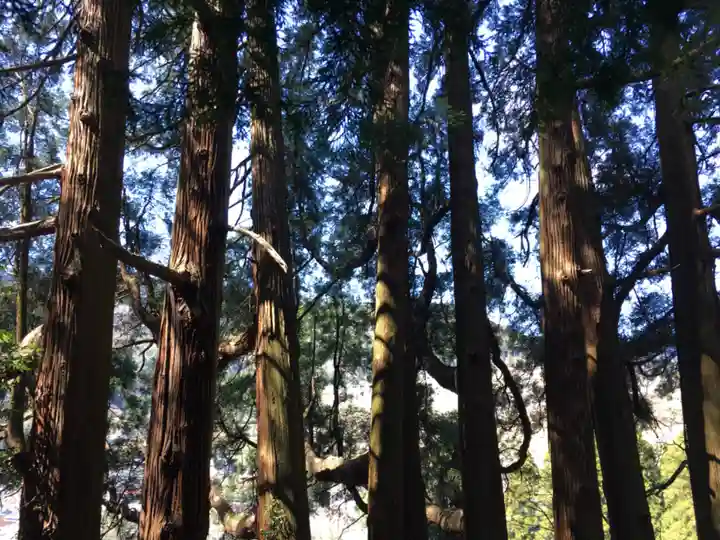 天岩戸神社の自然