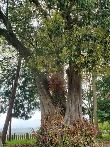熊野神社の自然