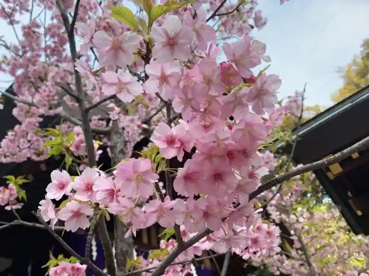 東京大神宮の自然