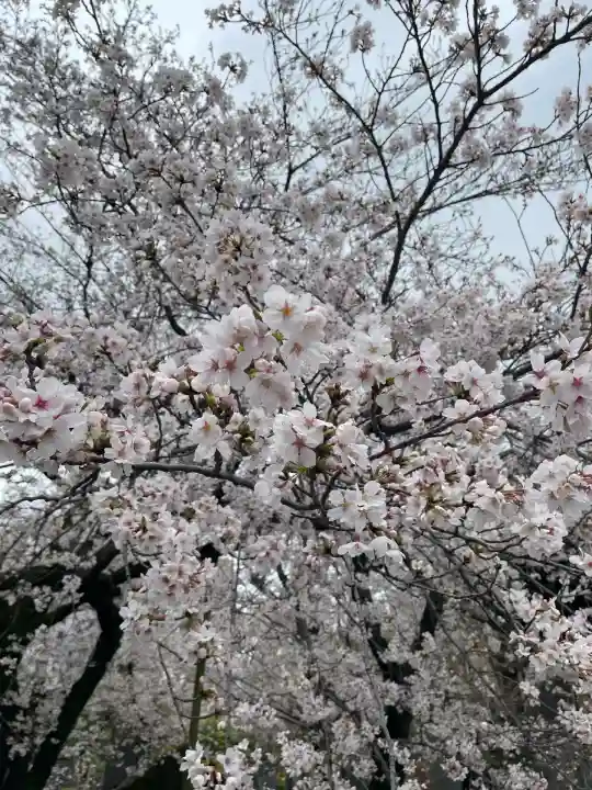 吉祥寺(東京都)