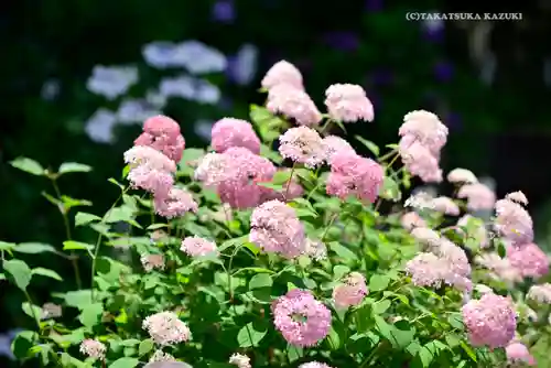 高幡不動尊　金剛寺の自然