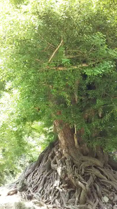 川越氷川神社の自然