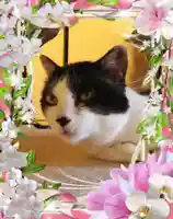 御霊神社の動物