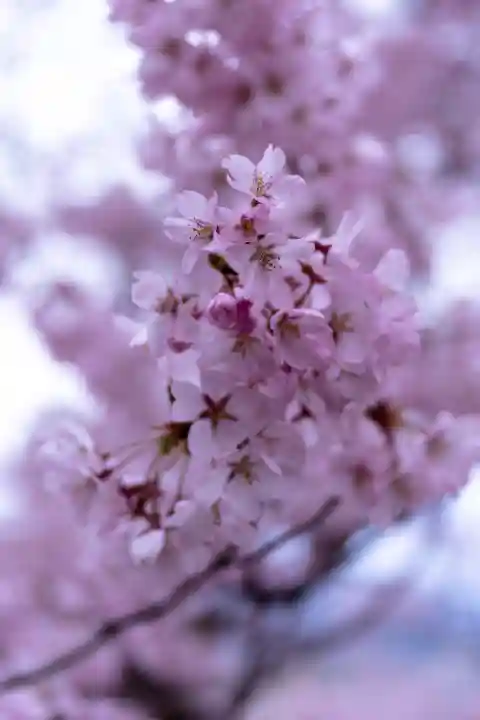 新城藤原神社(長野県)