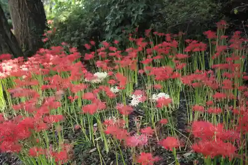 糀谷八幡宮の自然