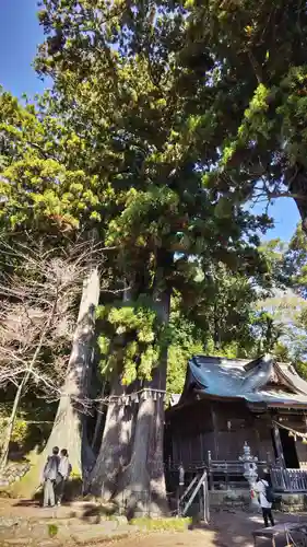 日枝神社の自然