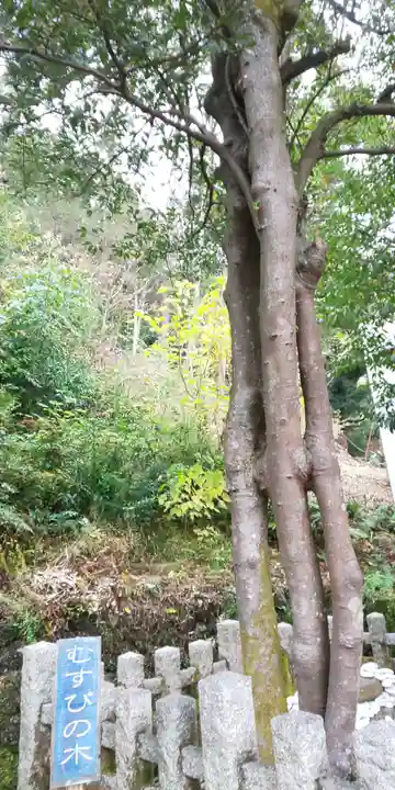 月読神社(松尾大社摂社)の自然