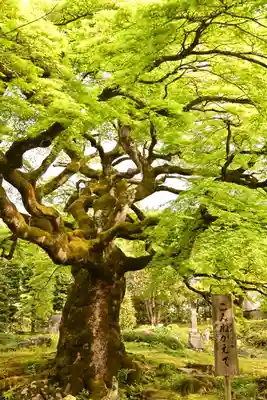 西善寺(埼玉県)