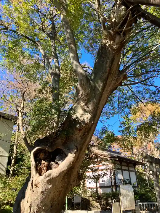 青渭神社の自然