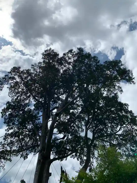 納八幡神社の自然