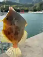 白鳥八幡宮(山口県)