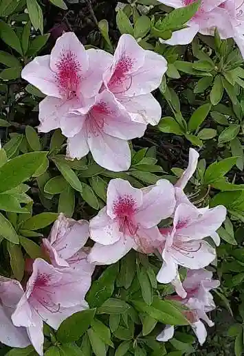 西方山極楽寺の自然