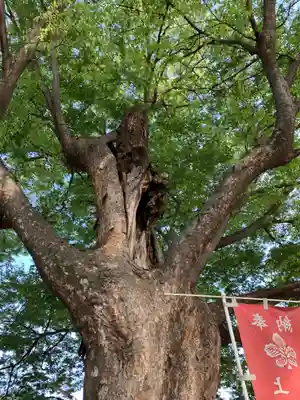 新町諏訪神社(群馬県)