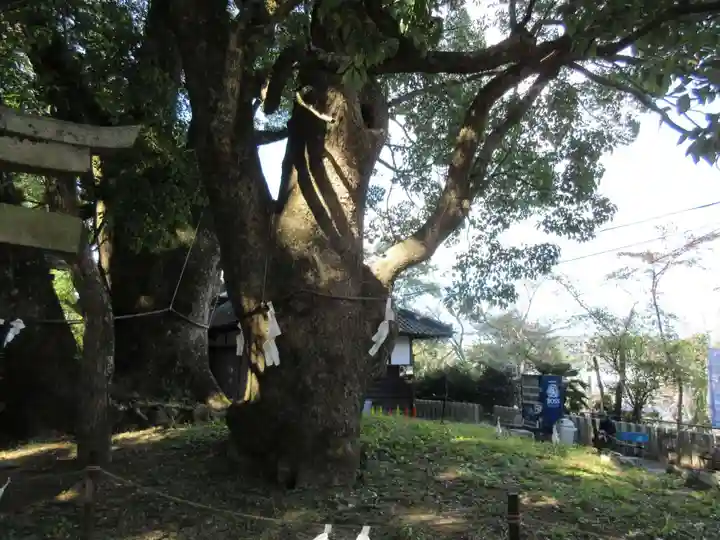 藤白神社の自然