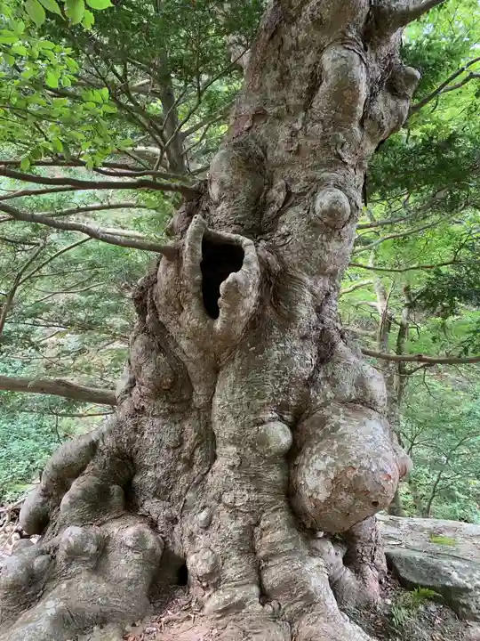 金華山黄金山神社の自然