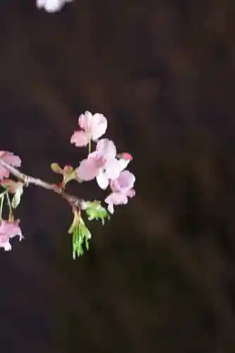 桜神宮(東京都)
