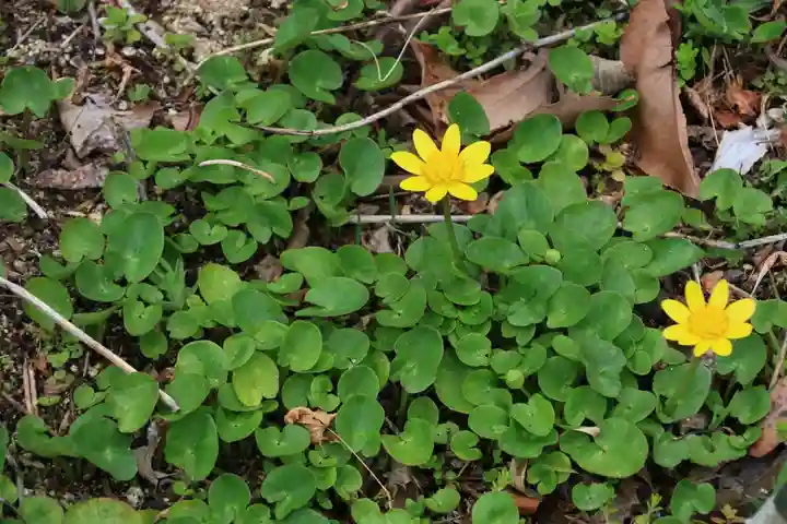 三春大神宮の自然